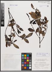 Salix bicolor Ehrh. ex Willd.